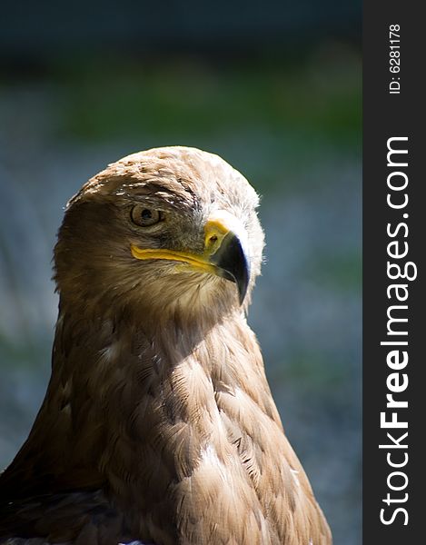 Head of falcon isolated on background