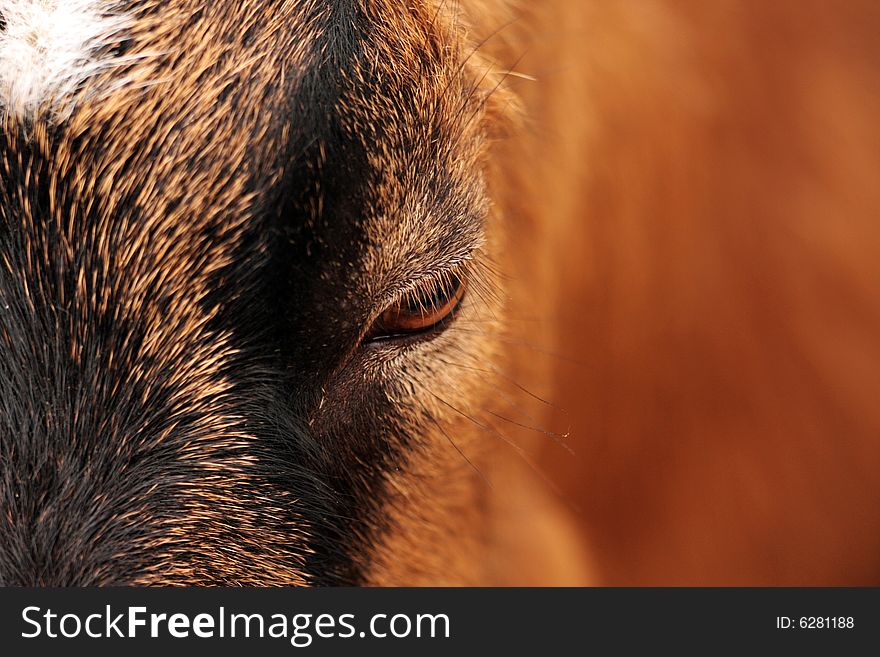 Detail of nice brown-black goat and her interesting eye. Detail of nice brown-black goat and her interesting eye