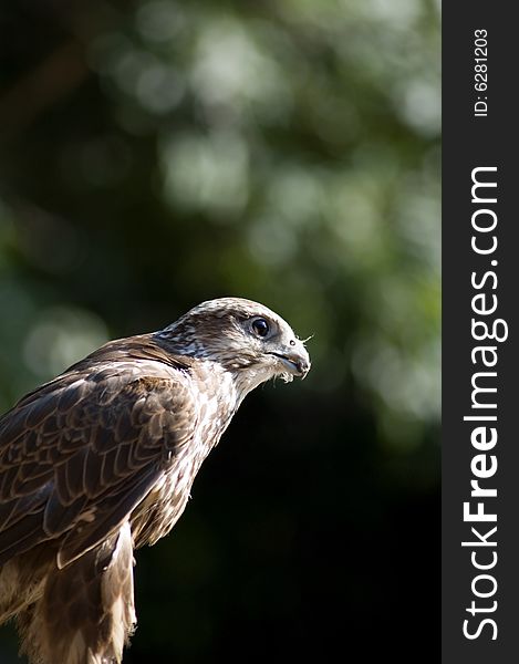 Beautiful falcon isolated on background