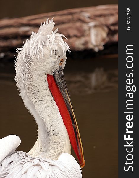 Portrait of one older Pelican near water. Portrait of one older Pelican near water