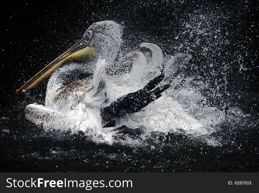 Big white Pelican bathing in the water of the lake. Big white Pelican bathing in the water of the lake.