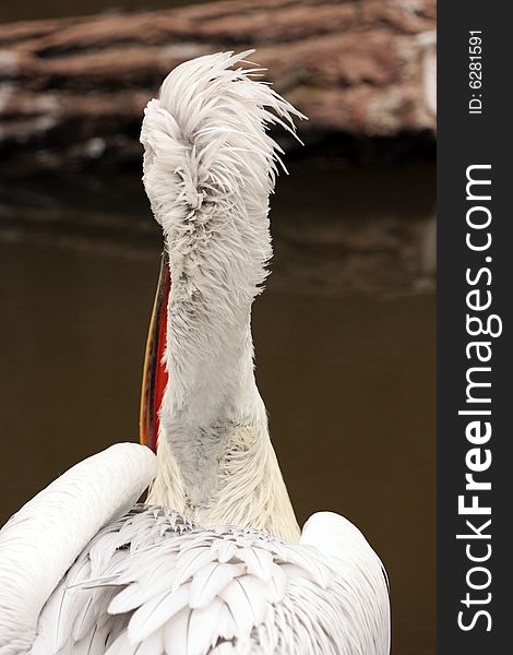 Portrait of Big White Pelican from behind