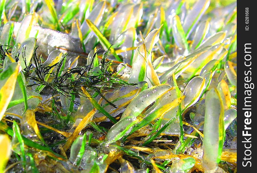 Young grass in early spring after the rain and lite freeze. Young grass in early spring after the rain and lite freeze