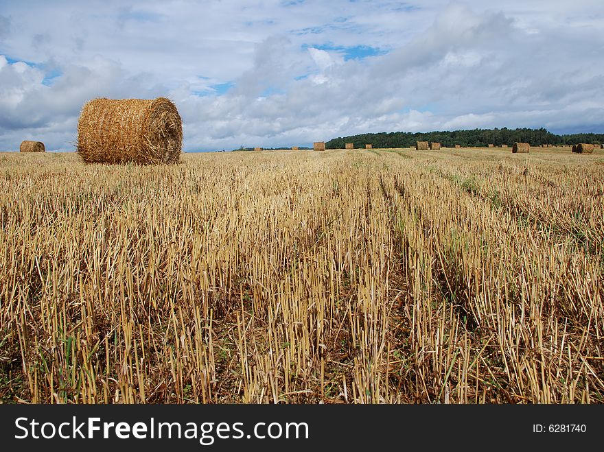 Agricultural landscape of straw bales in a field