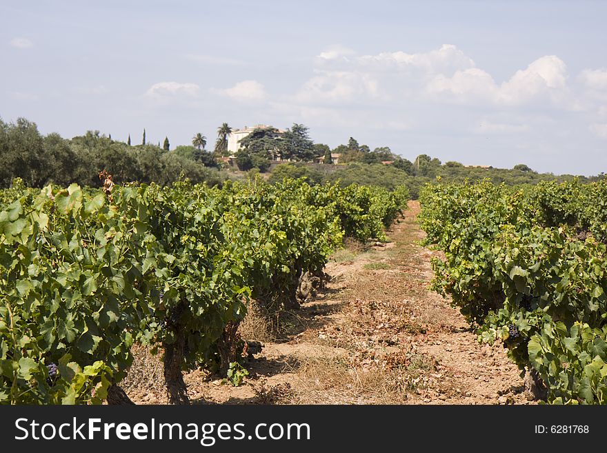 A overview over a vineyard in southern france