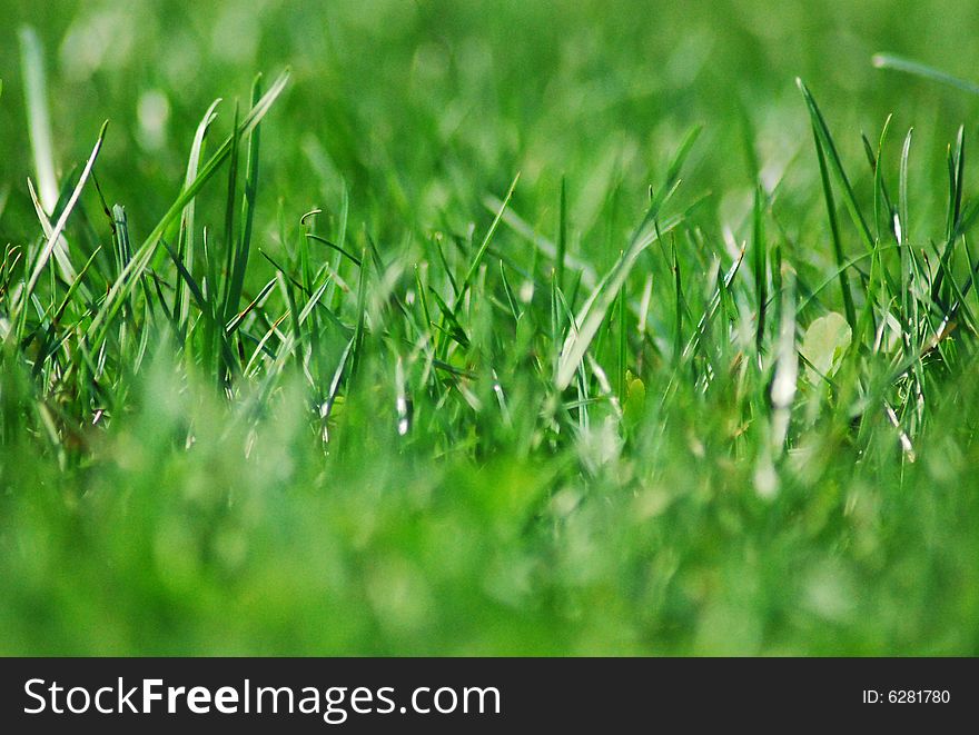 Beautiful green grass in a park with focuse in the middle. Beautiful green grass in a park with focuse in the middle