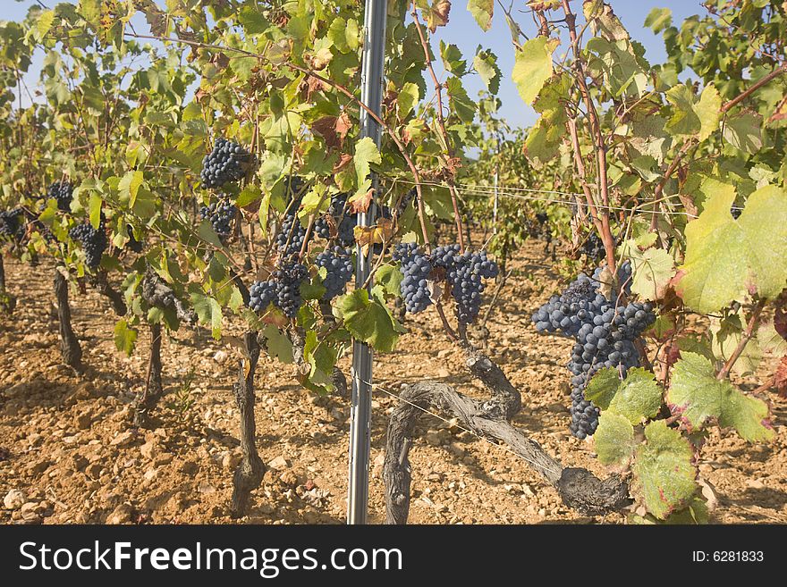 A overview over a vineyard in southern france