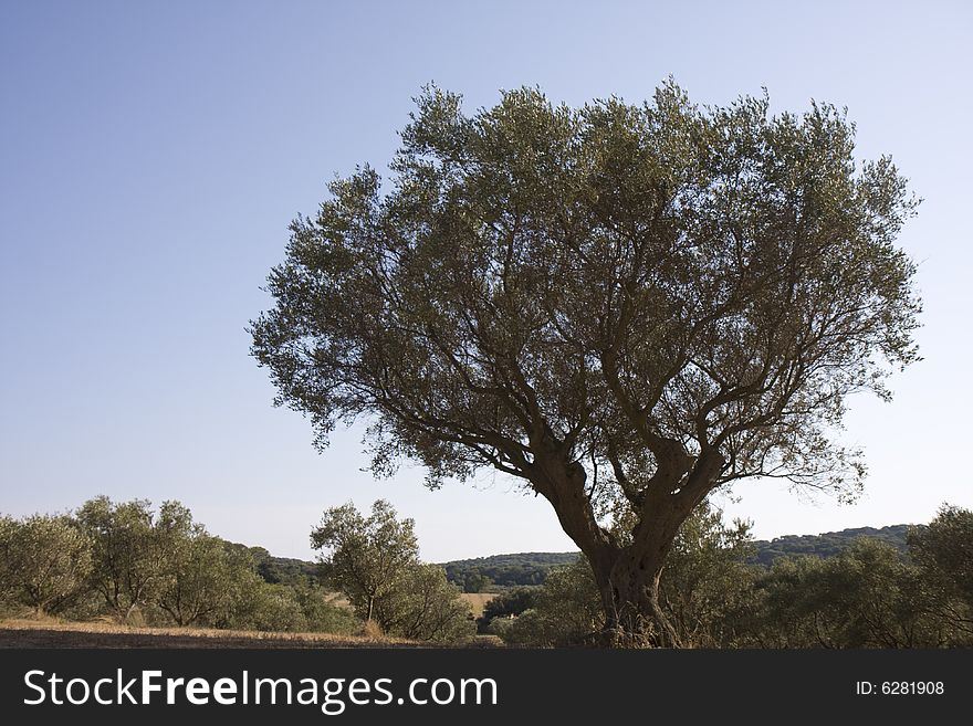 Silhouette of an old olive tree on a sunny day in southern france