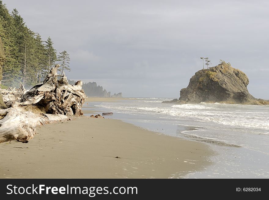 Pacific Sea stack beach at LaPush Washington, Olympic Peninsula with major whole tree driftwood in pictorial scene on misty day. Pacific Sea stack beach at LaPush Washington, Olympic Peninsula with major whole tree driftwood in pictorial scene on misty day.