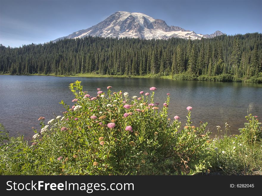 Natural Wildflower bouquet contributes the majestic venue that is Mt Rainier National Park. Natural Wildflower bouquet contributes the majestic venue that is Mt Rainier National Park.