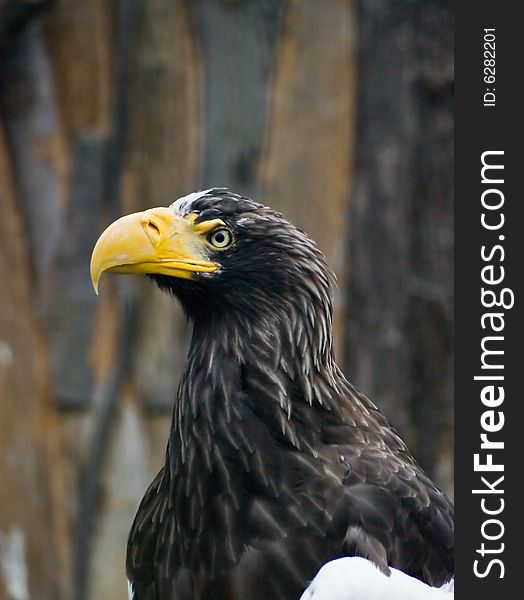 Big eagle with yellow beak in Prague zoo