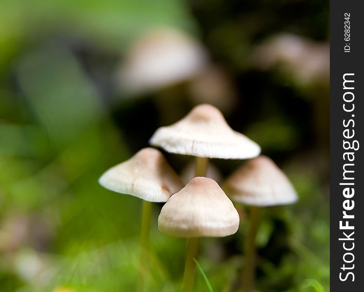 Small Shrooms