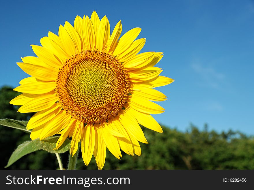 Sunflower against blue cloudy sky