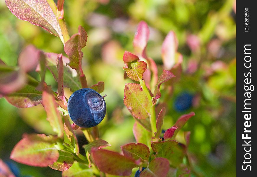 Close-up view of whortlberry