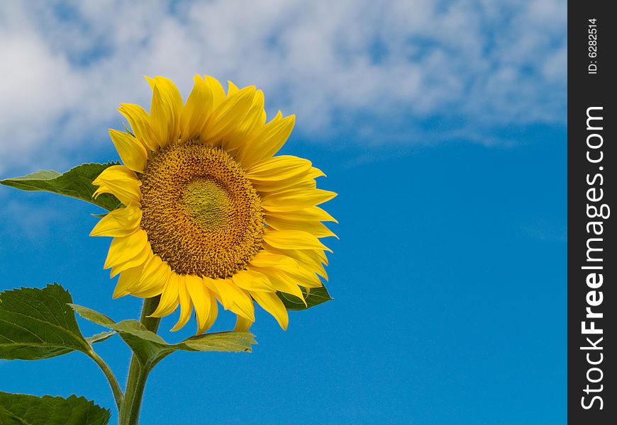 Sunflower over blue sky with clouds