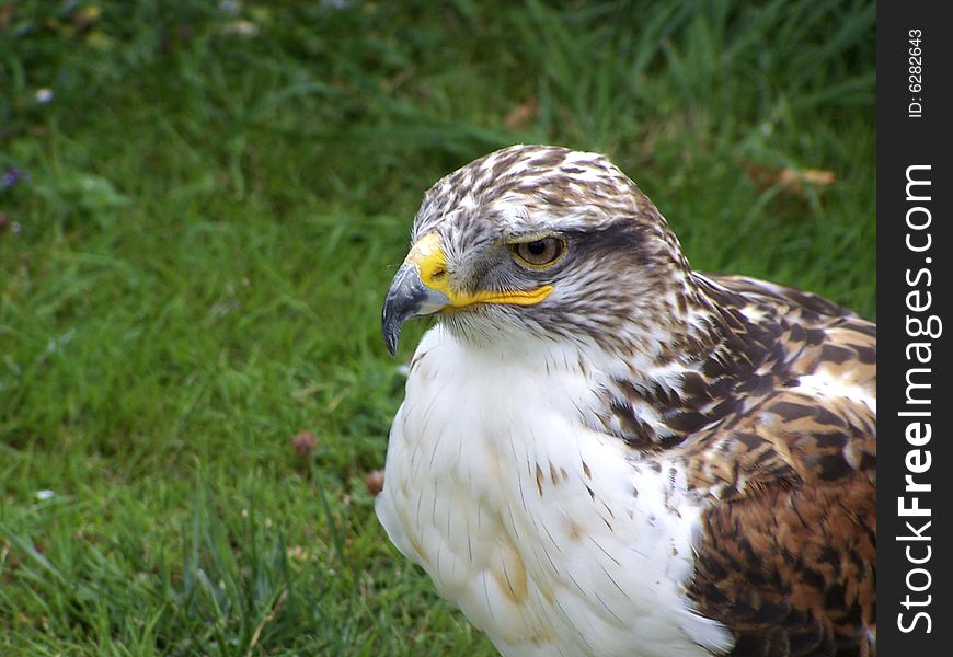 A bird of prey in captivity