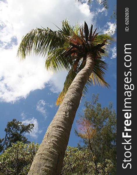 A bottom up view on a coconut tree in Mauritius island. A bottom up view on a coconut tree in Mauritius island