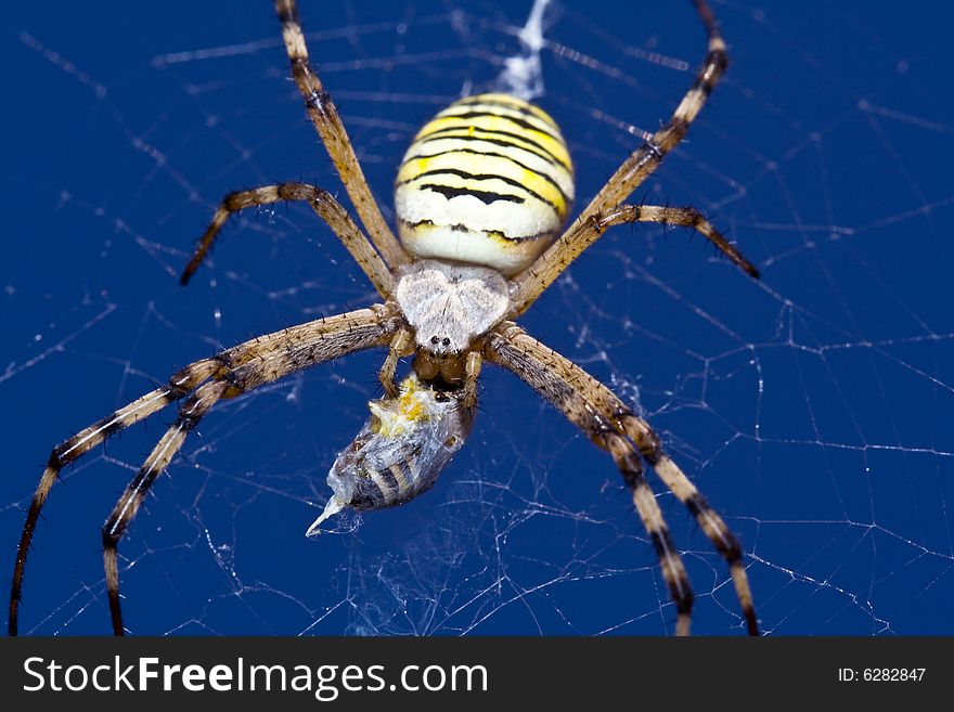 Spider Eating A Bee