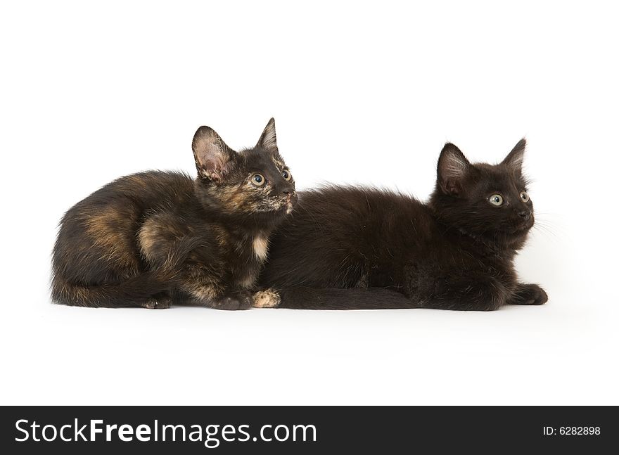 A black kitten and a pie kitten. A black kitten and a pie kitten