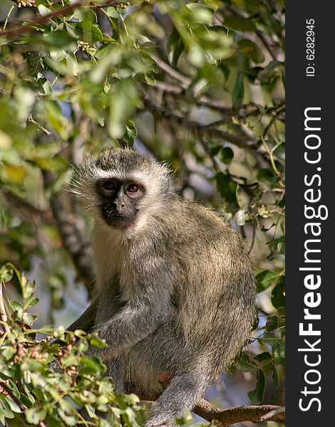 Vervet Monkey resting in a tree at Kruger National Park in South Africa