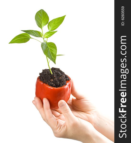 Transplant of a tree in a pot from fresh pepper on a white background. Concept for environment conservation.