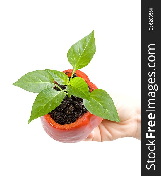 Transplant of a tree in a pot from fresh pepper on a white background. Concept for environment conservation.