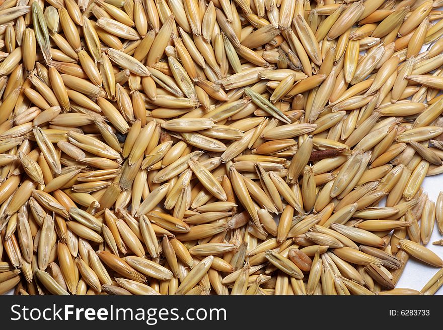 Oat seeds close-up background texture. Oat seeds close-up background texture