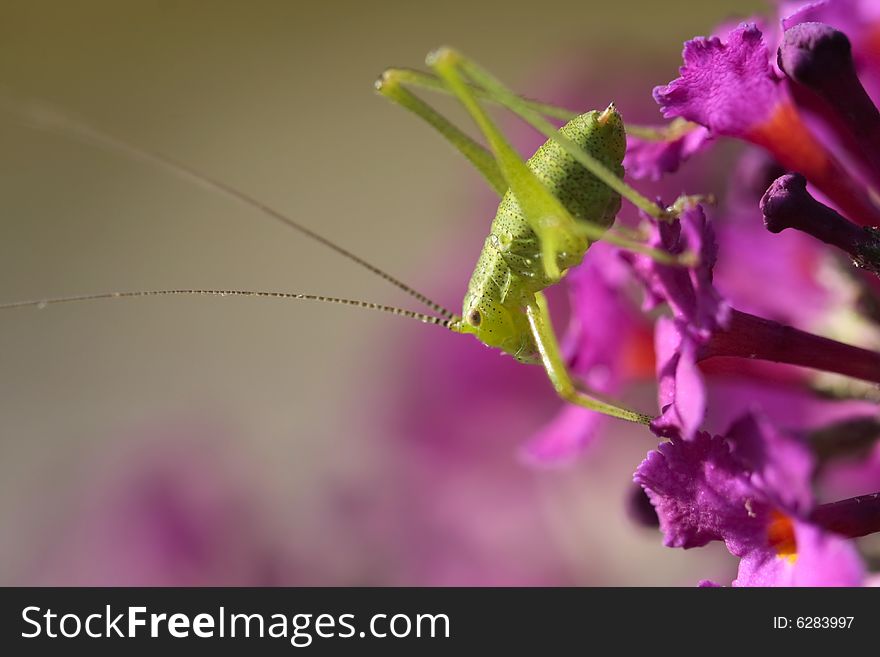 Grasshopper on a flower close up. Grasshopper on a flower close up