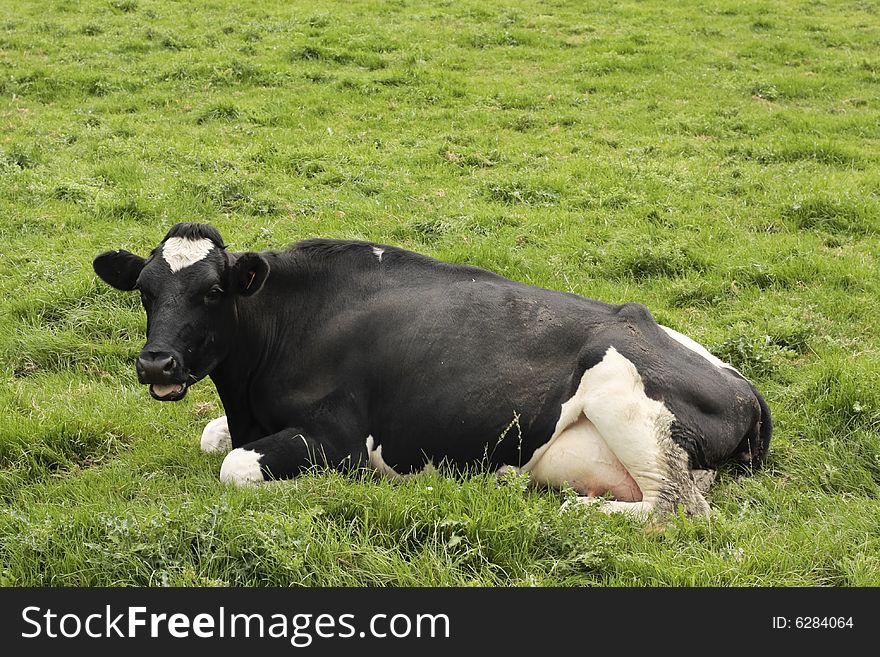 Cow Lying In Grass Field