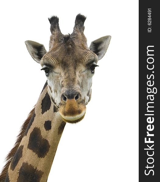 A female giraffe facing the camera on a white background. A female giraffe facing the camera on a white background