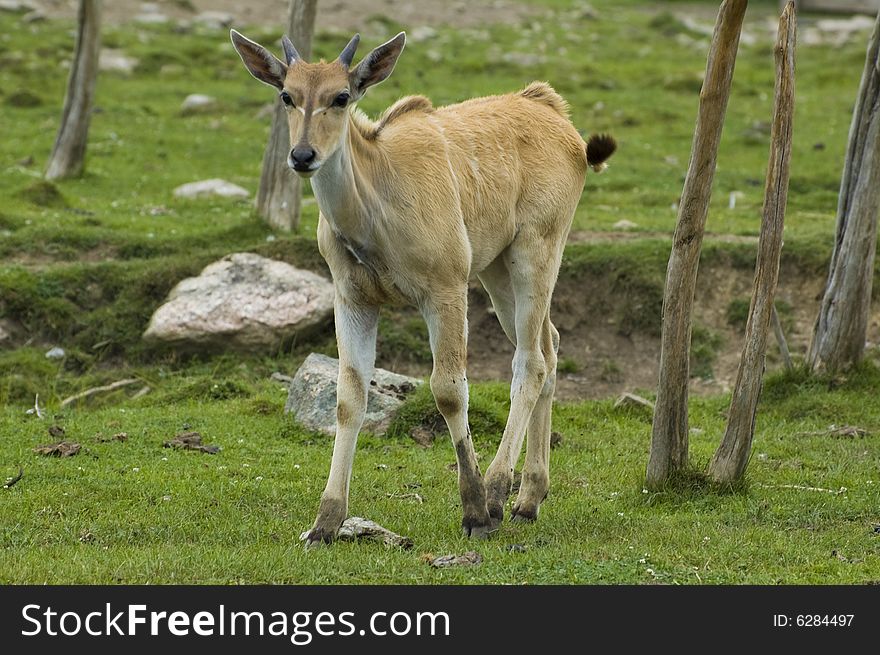 A young cape eland walking in a grass covered field