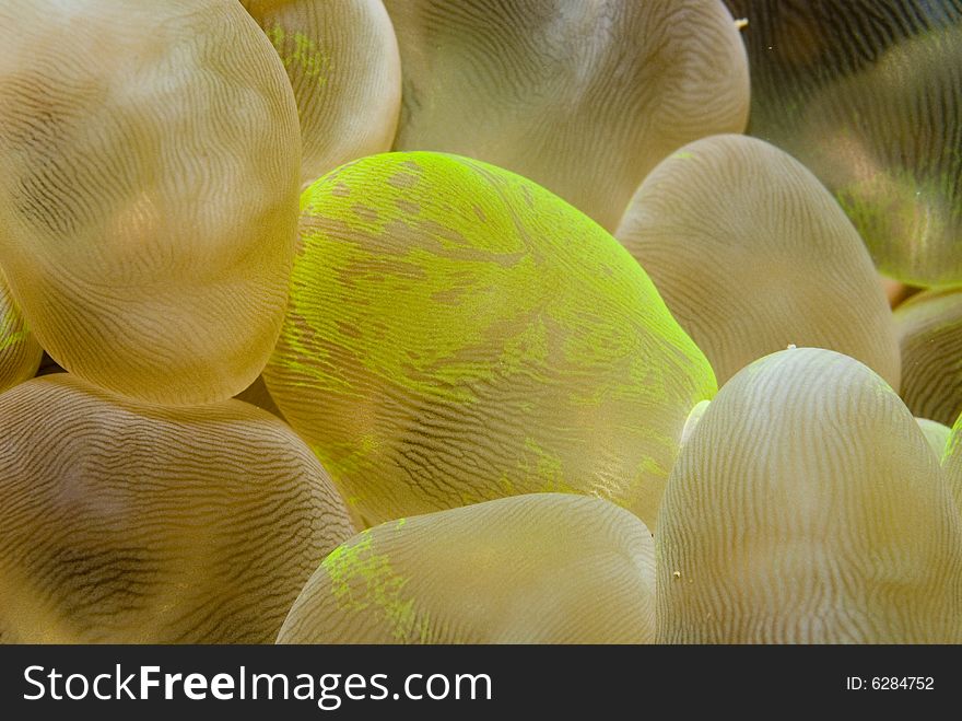 A closeup of a bunch of bubble coral with a green alge.