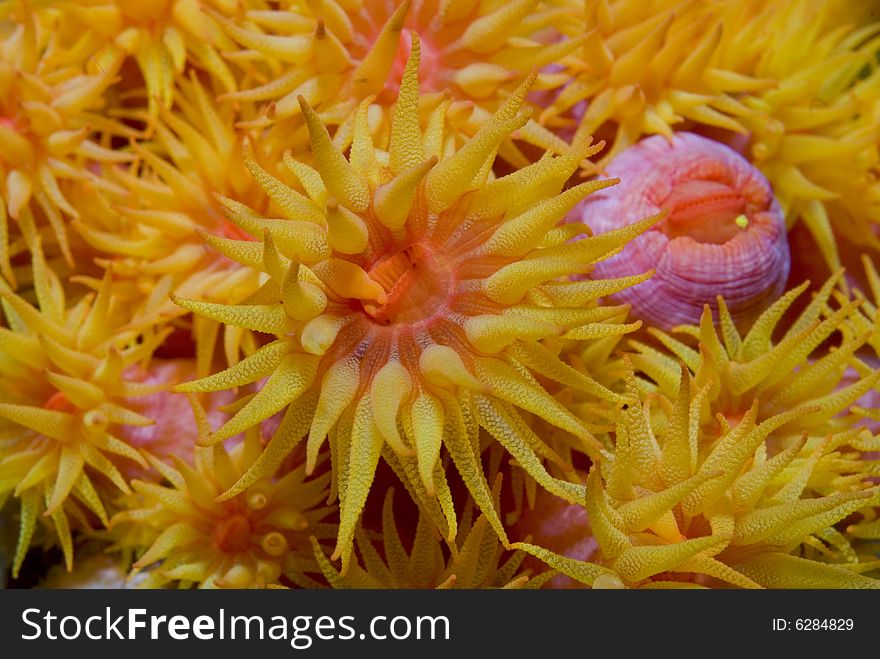 Yellow Cup Coral