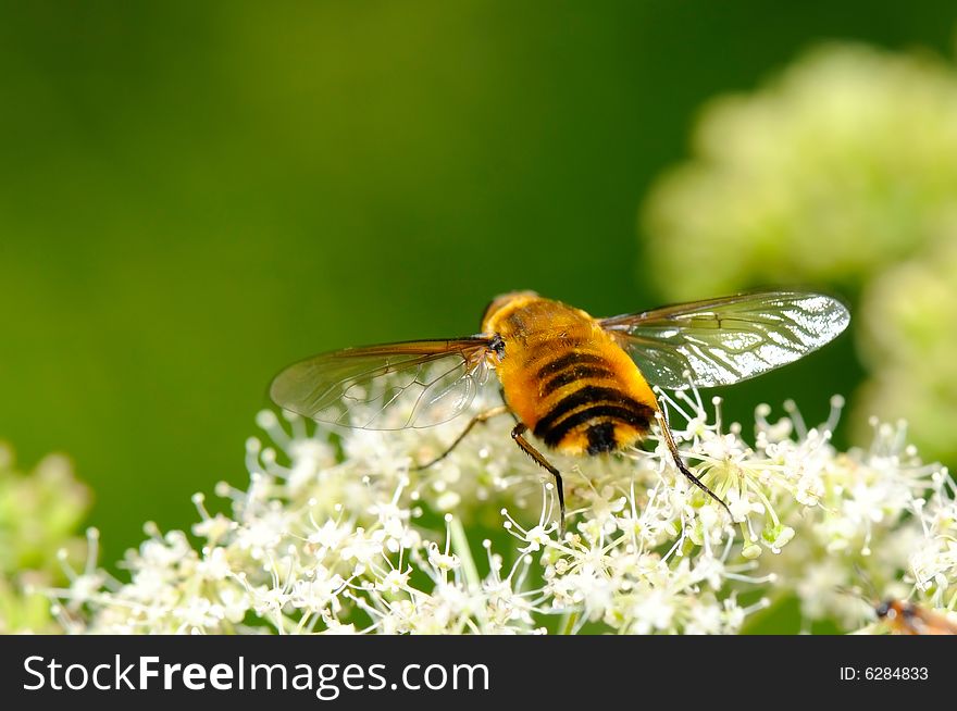 The image of Hoverfly - Syrphus ribesii. The image of Hoverfly - Syrphus ribesii