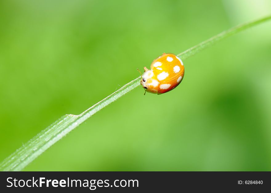 The image of the ladybird