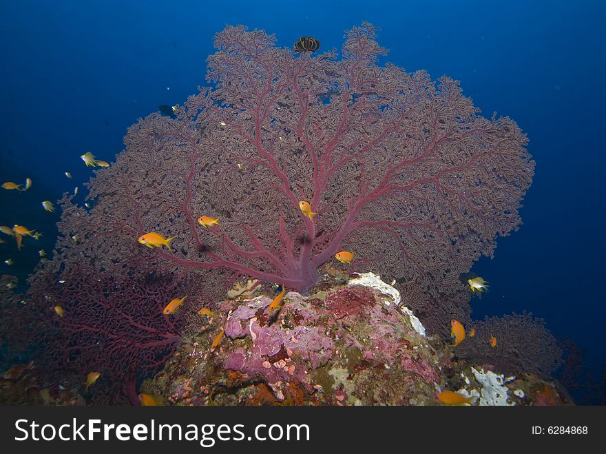 A colorful collection of sea fans and soft corals. A colorful collection of sea fans and soft corals