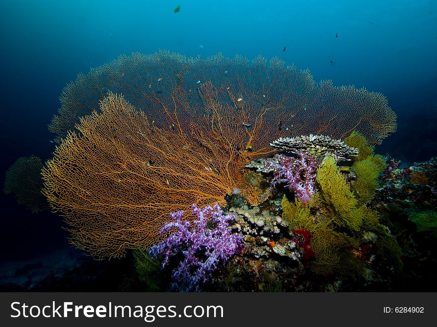 A colorful collection of sea fans and soft corals. A colorful collection of sea fans and soft corals