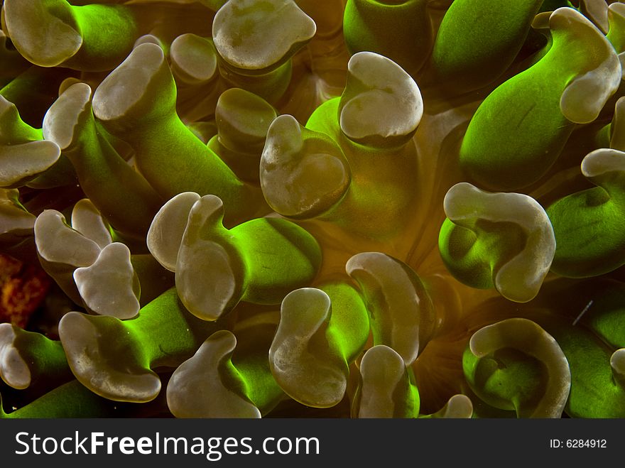 A green form of soft bubble coral. A green form of soft bubble coral