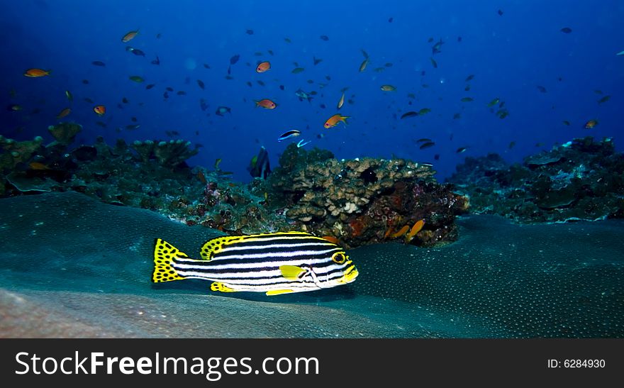 These type of fish are common around the reefs in Thailand. These type of fish are common around the reefs in Thailand