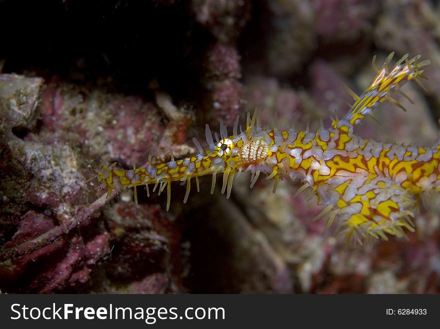 Ornate Ghost Pipefish