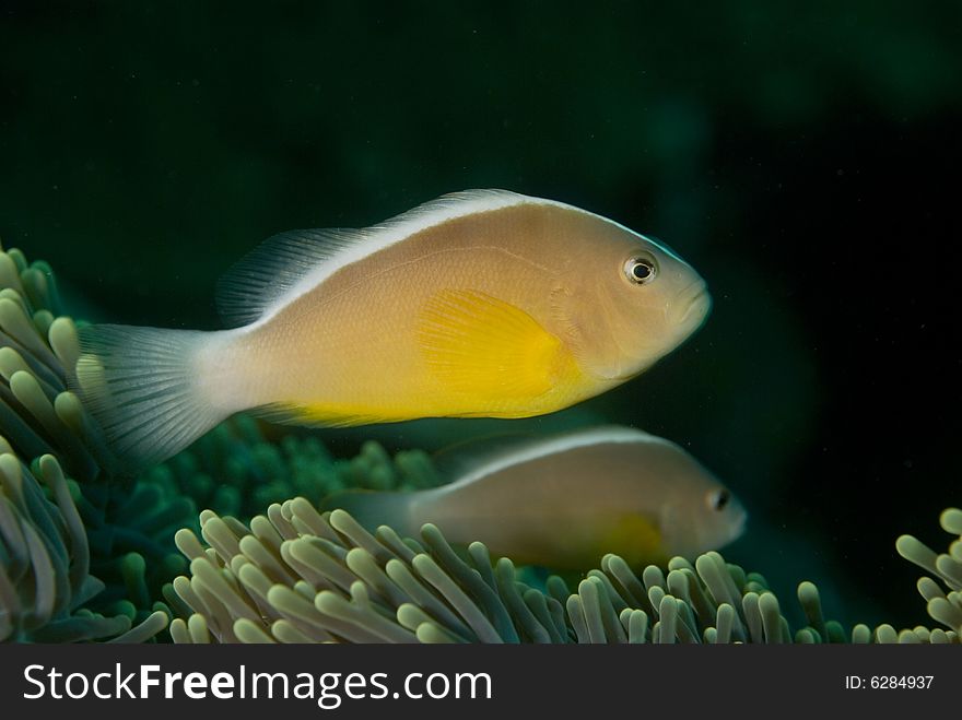 These type of fish are common around the reefs in Thailand. These type of fish are common around the reefs in Thailand