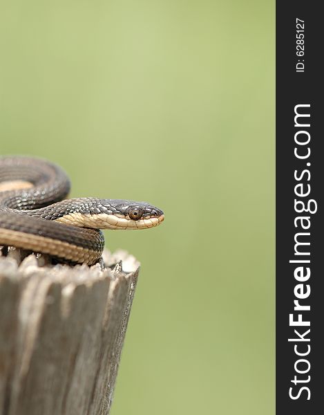 This Grahm's crayfish snake was photographed in central Kansas. This Grahm's crayfish snake was photographed in central Kansas.
