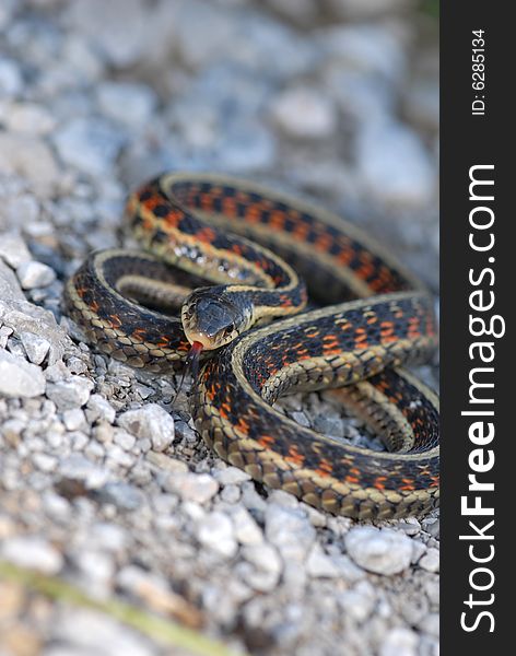 A colorful garter snake found in parts of western Missouri. A colorful garter snake found in parts of western Missouri.