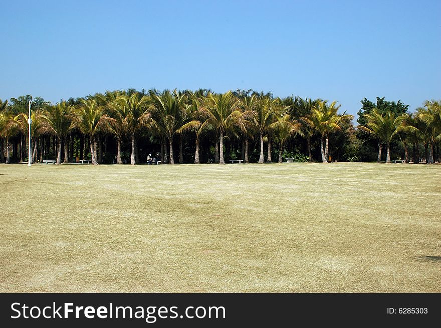 South China with typical palm trees, blue sky and clearing, grass burned with sun. South China with typical palm trees, blue sky and clearing, grass burned with sun.