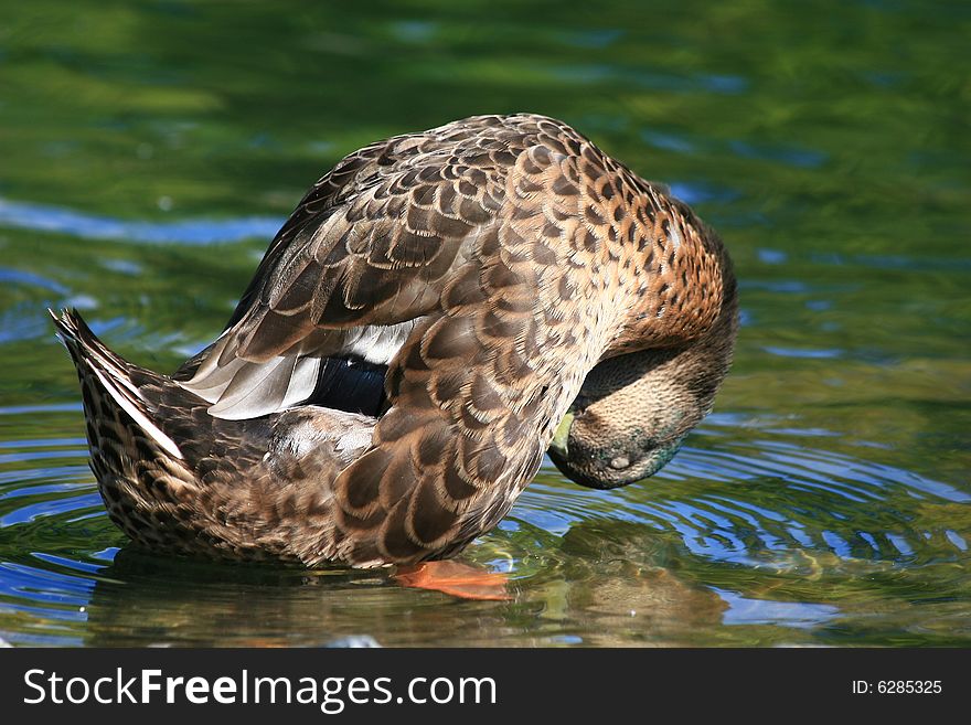 Mallard Duck Playing in Water