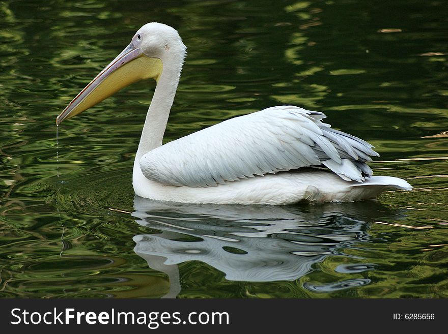 Pelican swimming with a reflection in water