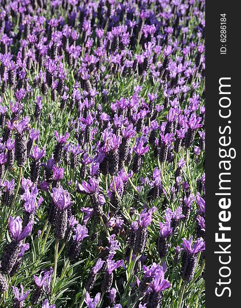 A closeup photo of lavender flowers.