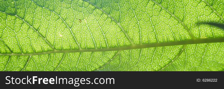 Green leaf texture