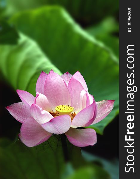 A  lotus blooming among green leaves in pond.