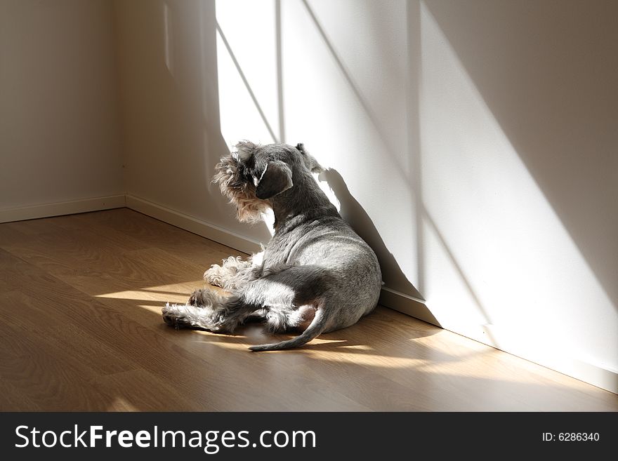 Miniature Schnauzer resting inside the home in sunlight